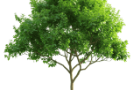 Tree PNG