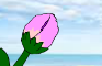 Flower Blooming