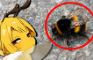 why do bees do this?