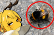 why do bees do this?