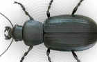 Beetles 2